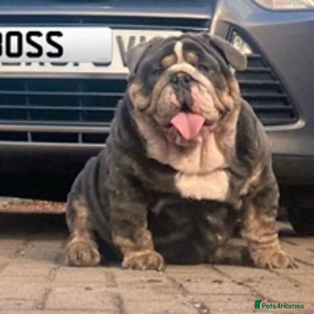 English Bulldog dogs for stud: 🌟BOSS 🌟 English bulldog Stud  in Kettering - Advert 3