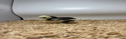 Chickens poultry for sale: 🐥🐣🥚USA Bearded silkies🐥Vorwerk🐥Brahmas🥚🐣🐥 - Advert 20