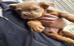 Olde English Bulldogge dogs for sale: Old english bulldoggee mammut/mammoth - Image 2