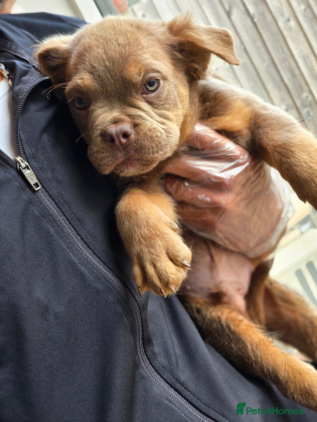 Olde English Bulldogge dogs for sale: Old english bulldoggee mammut/mammoth - Image 2