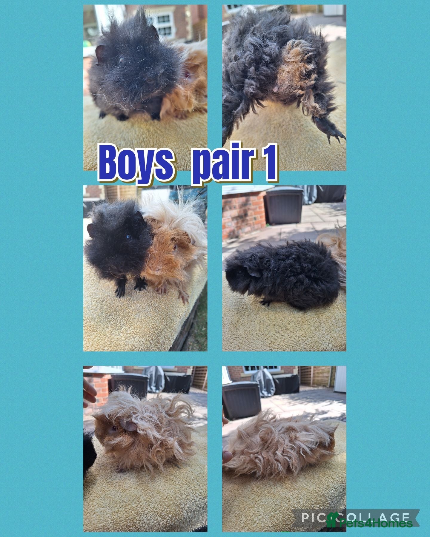 Guinea Pig rodents Lunkarya breeding pair Imports + Pairs of BOYS - Advert 2
