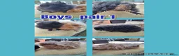 Guinea Pig rodents for sale: Lunkarya breeding pair Imports + Pairs of BOYS - Advert 2