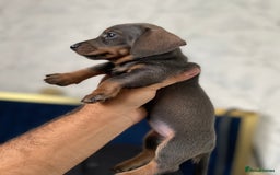 Miniature Dachshund dogs for sale: 🧬 🐶 Beautiful miniature dachshunds 🐶 🧬  - Image 11