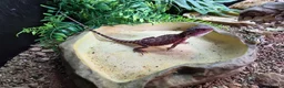 Bearded Dragon reptiles for sale: Red Monster Bearded Dragon & Set Up - Advert 2