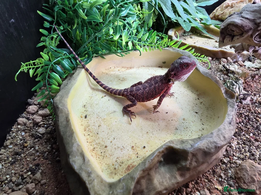 Bearded Dragon reptiles for sale: Red Monster Bearded Dragon & Set Up - Advert 2