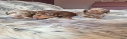Miniature Dachshund dogs for sale: Stunning Top Quality Mini Dachshunds - Advert 3