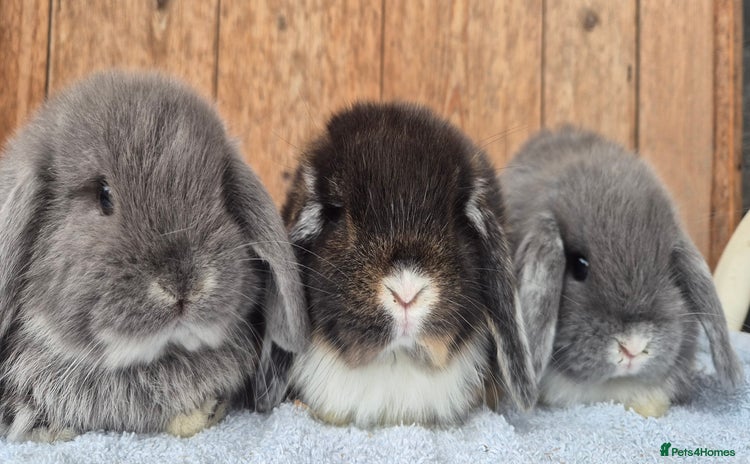 Mini Lop rabbits - Advert 11