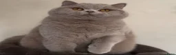 British Shorthair cats for stud: Beautiful Proven Champion Lilac Stud - Advert 1