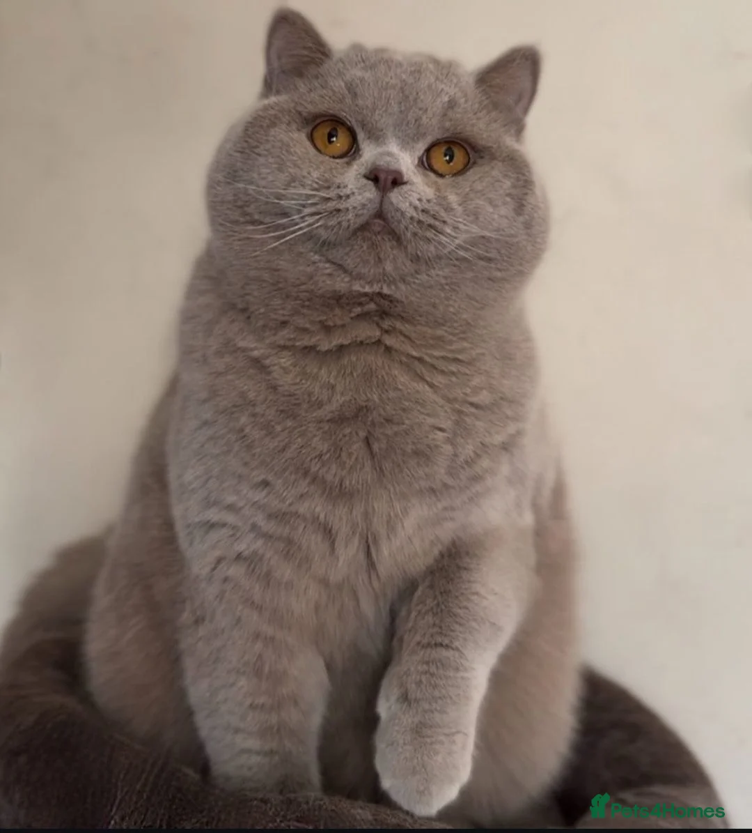 British Shorthair cats for stud: Beautiful Proven Champion Lilac Stud - Advert 1