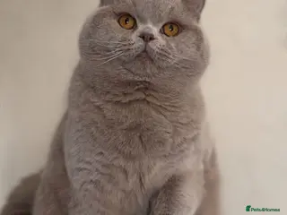 British Shorthair cats Beautiful Proven Champion Lilac Stud - Advert 2