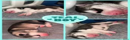Siberian Husky dogs for sale: Siberian Husky pups - Advert 6