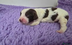 English Springer Spaniel dogs for sale: KC Vet DNA Home Socialised Springer Pups 5 ⭐️ - Image 13