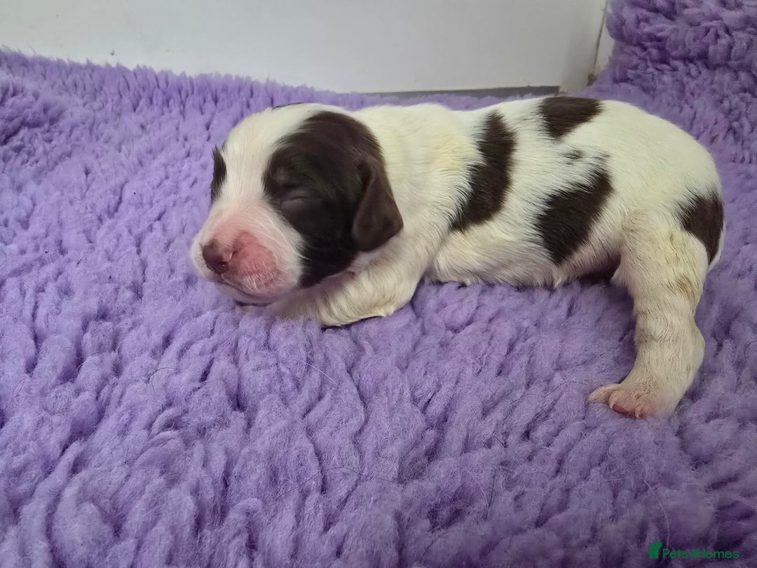 English Springer Spaniel dogs for sale: KC Vet DNA Home Socialised Springer Pups 5 ⭐️ - Image 13