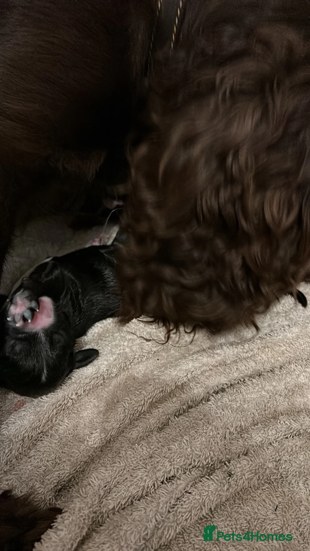 Cocker Spaniel dogs for sale: Cocker Spaniels  in Normanton - Advert 4