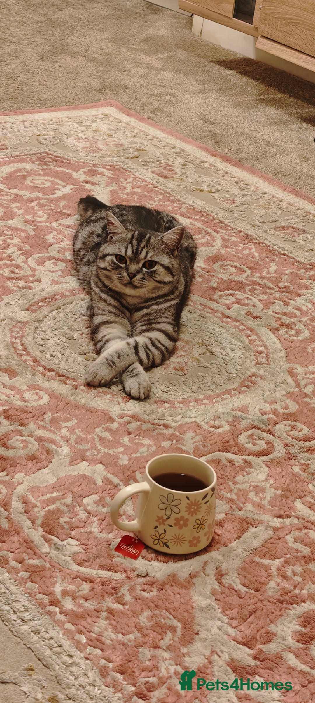 British Shorthair cats for sale: One year old British shorthair - Image 5