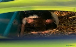 Rat rodents for sale: 2 male rats for rehoming  - Image 4