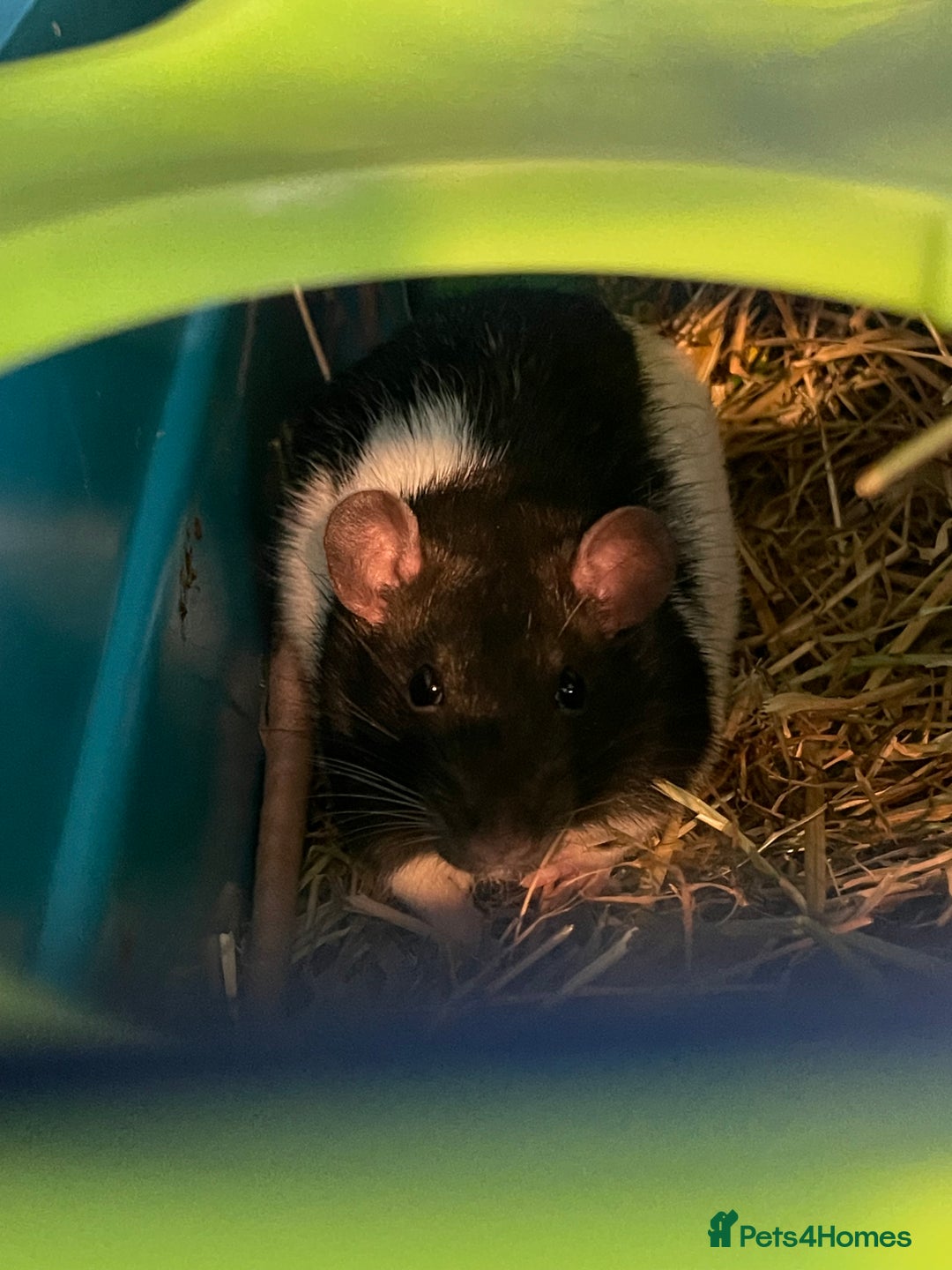 Rat rodents for sale: 2 male rats for rehoming  - Image 4
