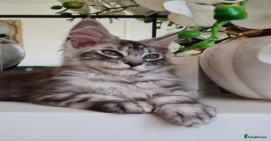 Maine Coon cats - Advert 1