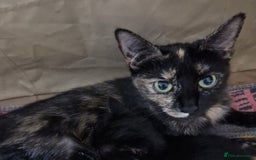 Mixed Breed cats for sale: Adorable male kitten for sale! - Image 1