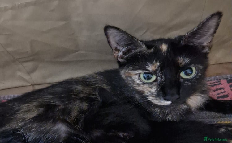 Mixed Breed cats - Advert 2