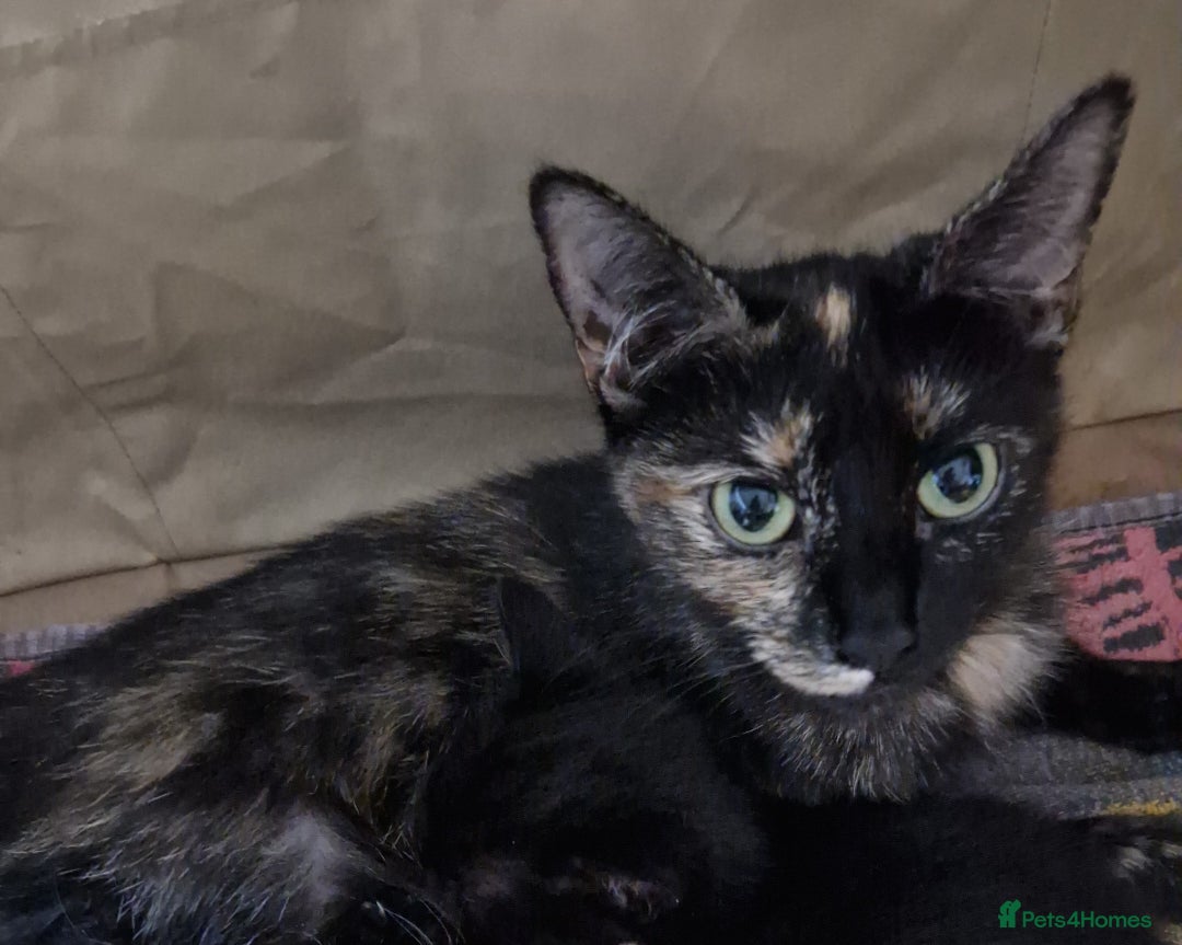 Mixed Breed cats for sale: Adorable male kitten for sale! - Image 1