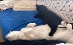 Domestic Shorthair cats for sale: Help us find this boy a home! - Image 2