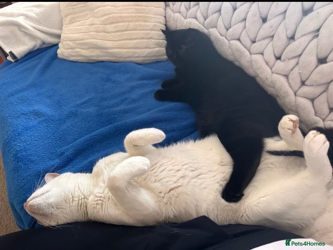 Domestic Shorthair cats for sale: Help us find this boy a home! - Image 2