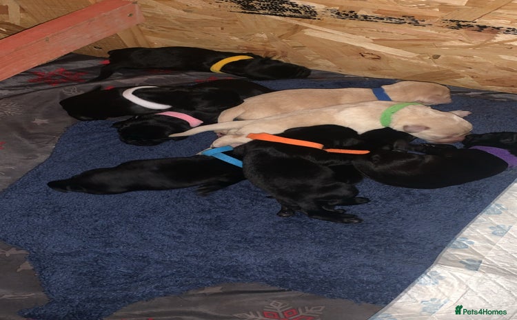 Labrador Retriever dogs - Advert 2