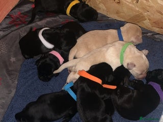 Labrador Retriever dogs - Advert 11