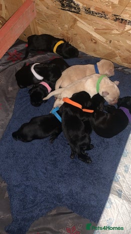 Labrador Retriever dogs - Advert 2