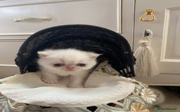 Exotic cats for sale: Outstanding exotic kittens  - Image 7