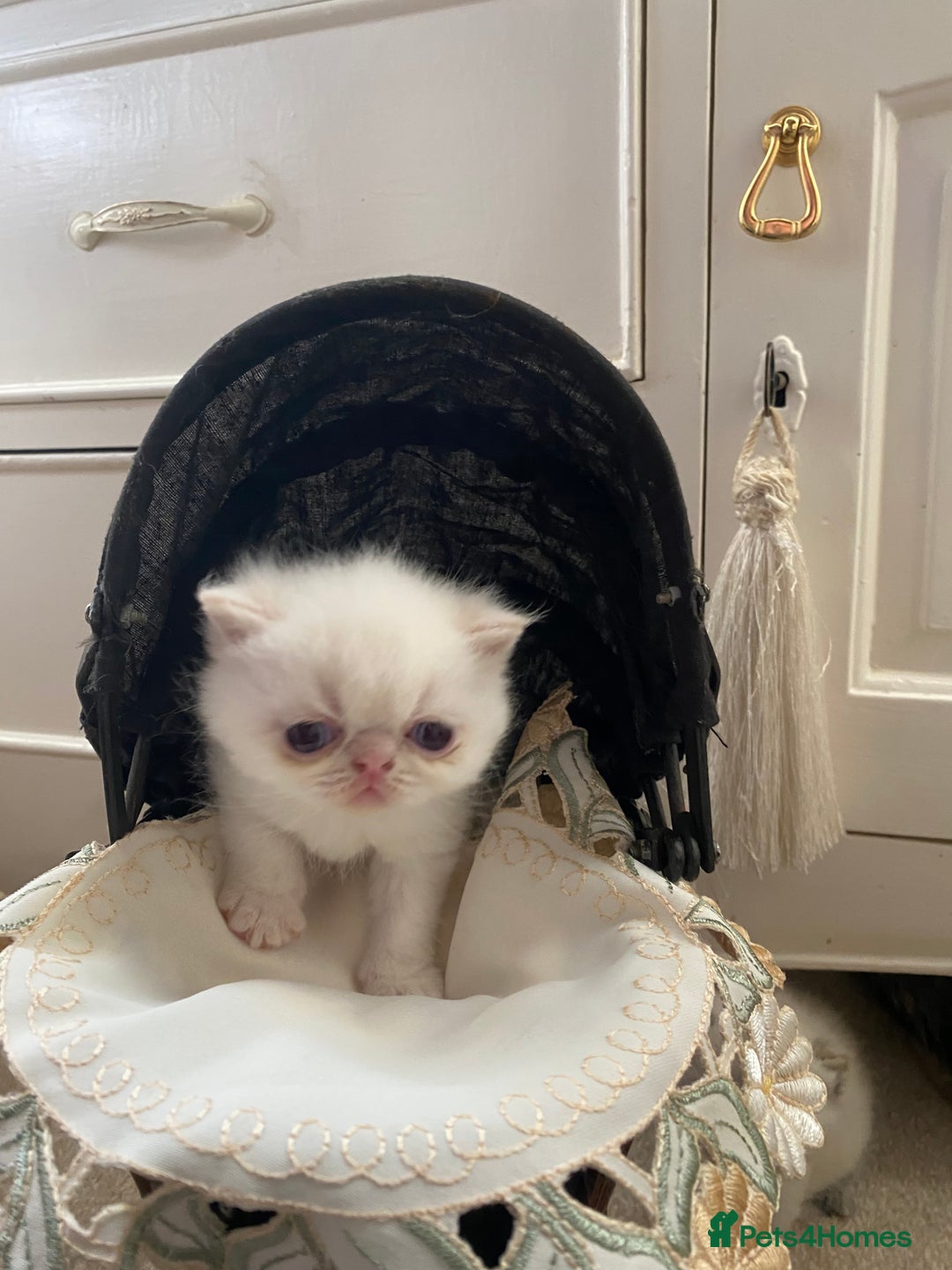 Exotic cats for sale: Outstanding exotic kittens  - Image 7