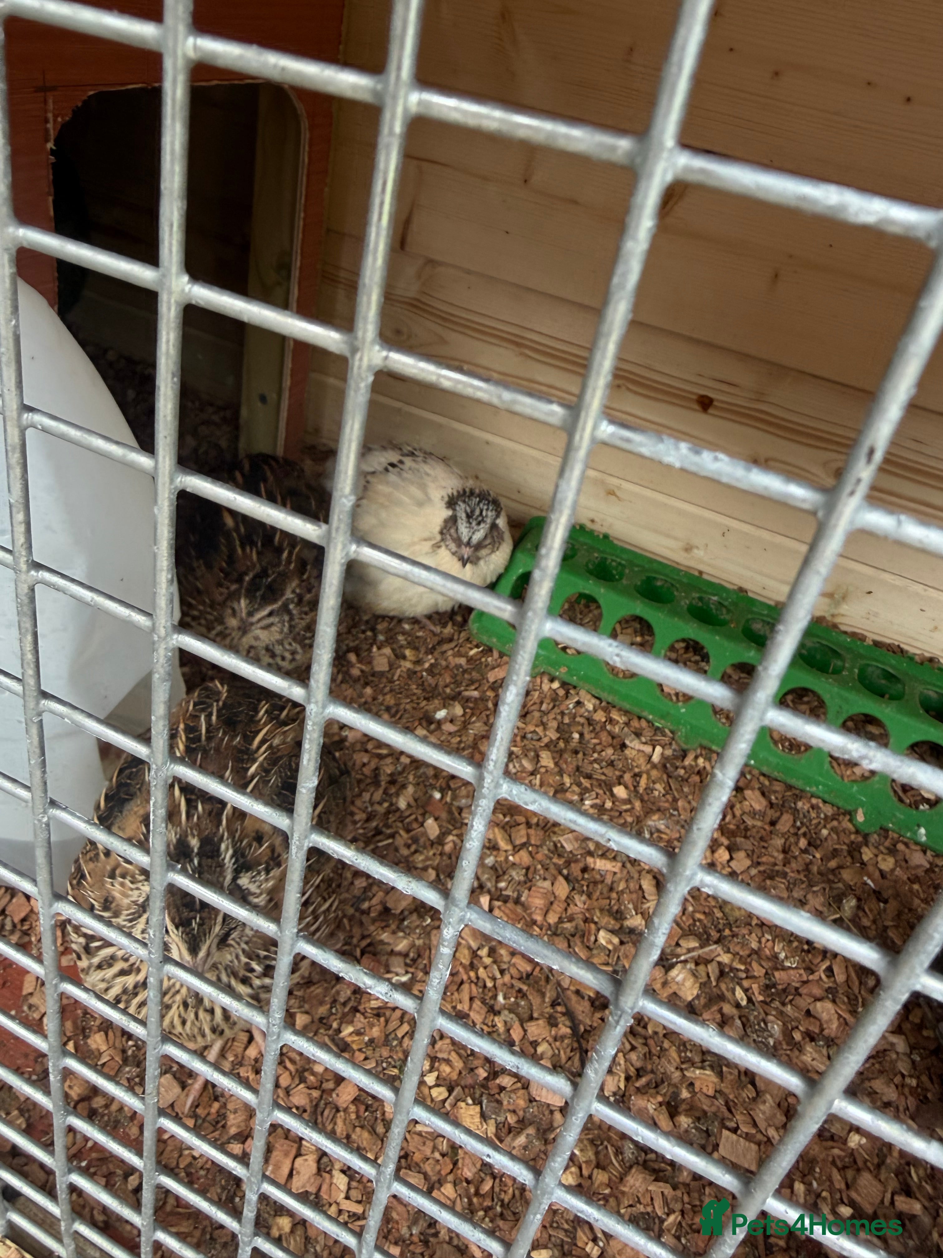 Quail poultry Jumbo quail 5 hens 1 cock - Advert 1