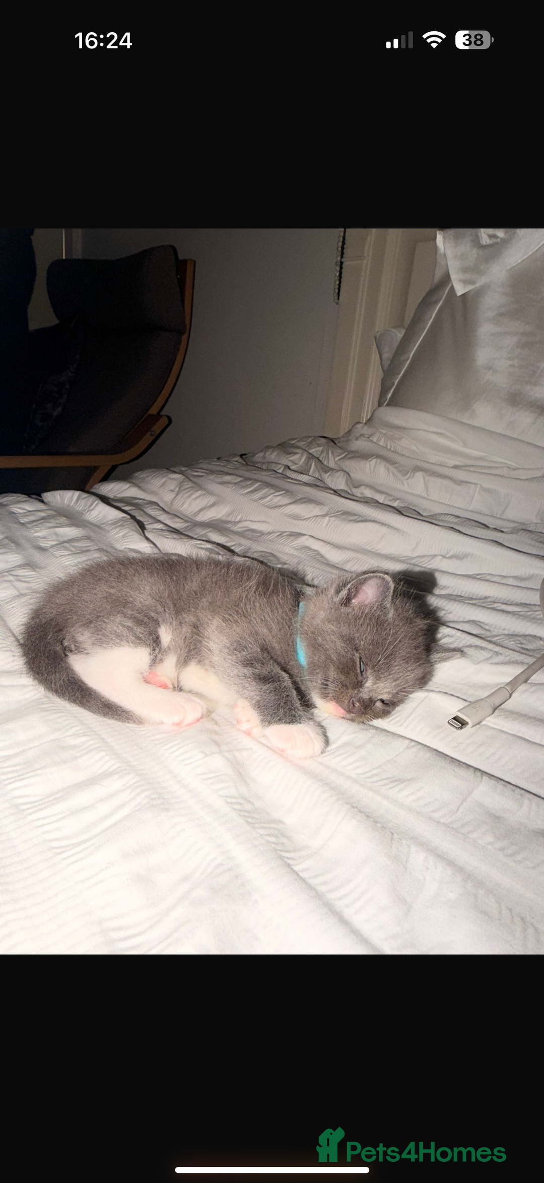 Ragdoll cats for sale: Ragdoll mix kitten - 5 Boys - Advert 22