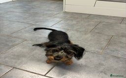 Mixed Breed dogs for sale: Yorkshire Terrier X dachshund  - Image 3