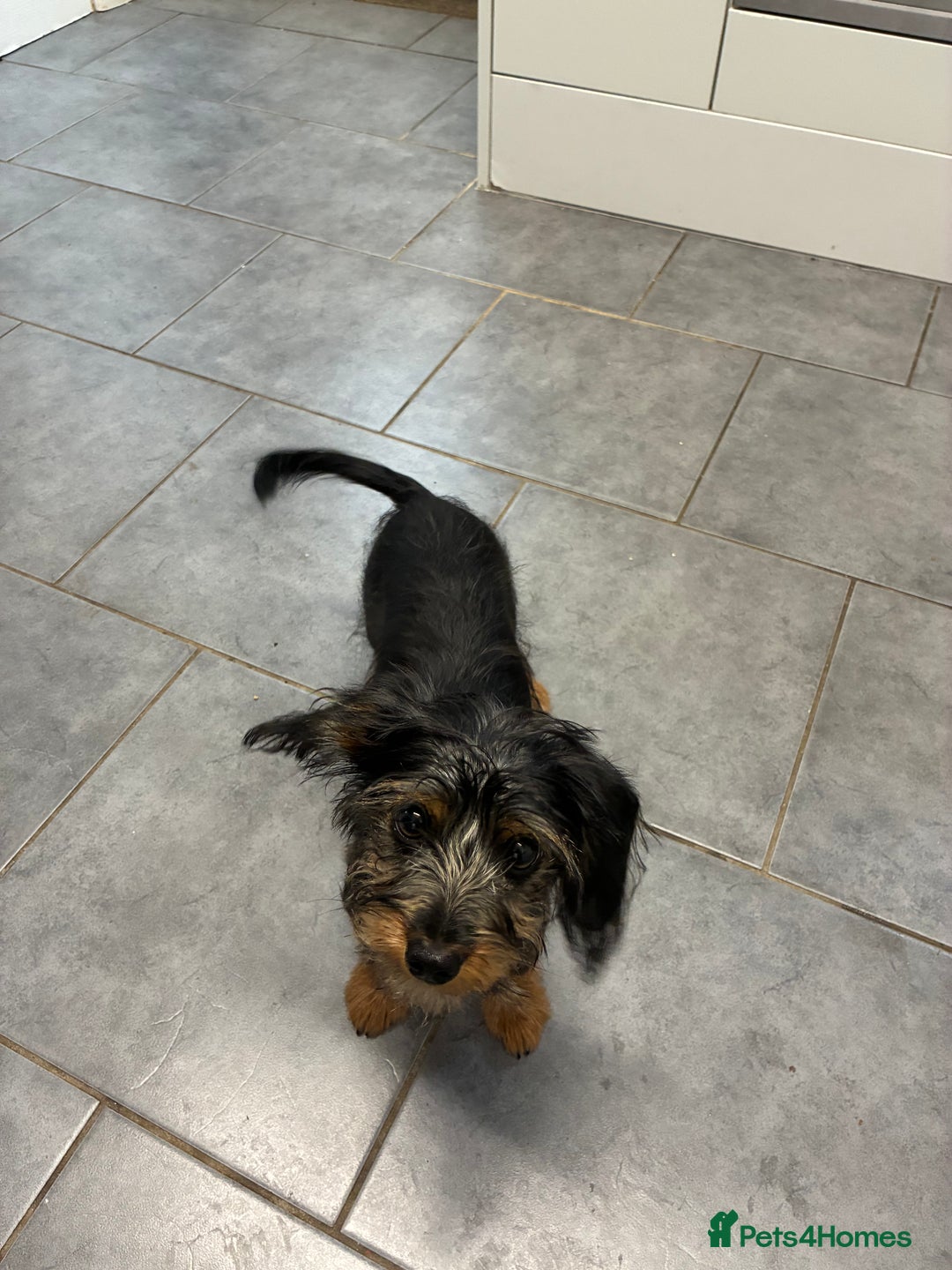 Mixed Breed dogs for sale: Yorkshire Terrier X dachshund  - Image 3
