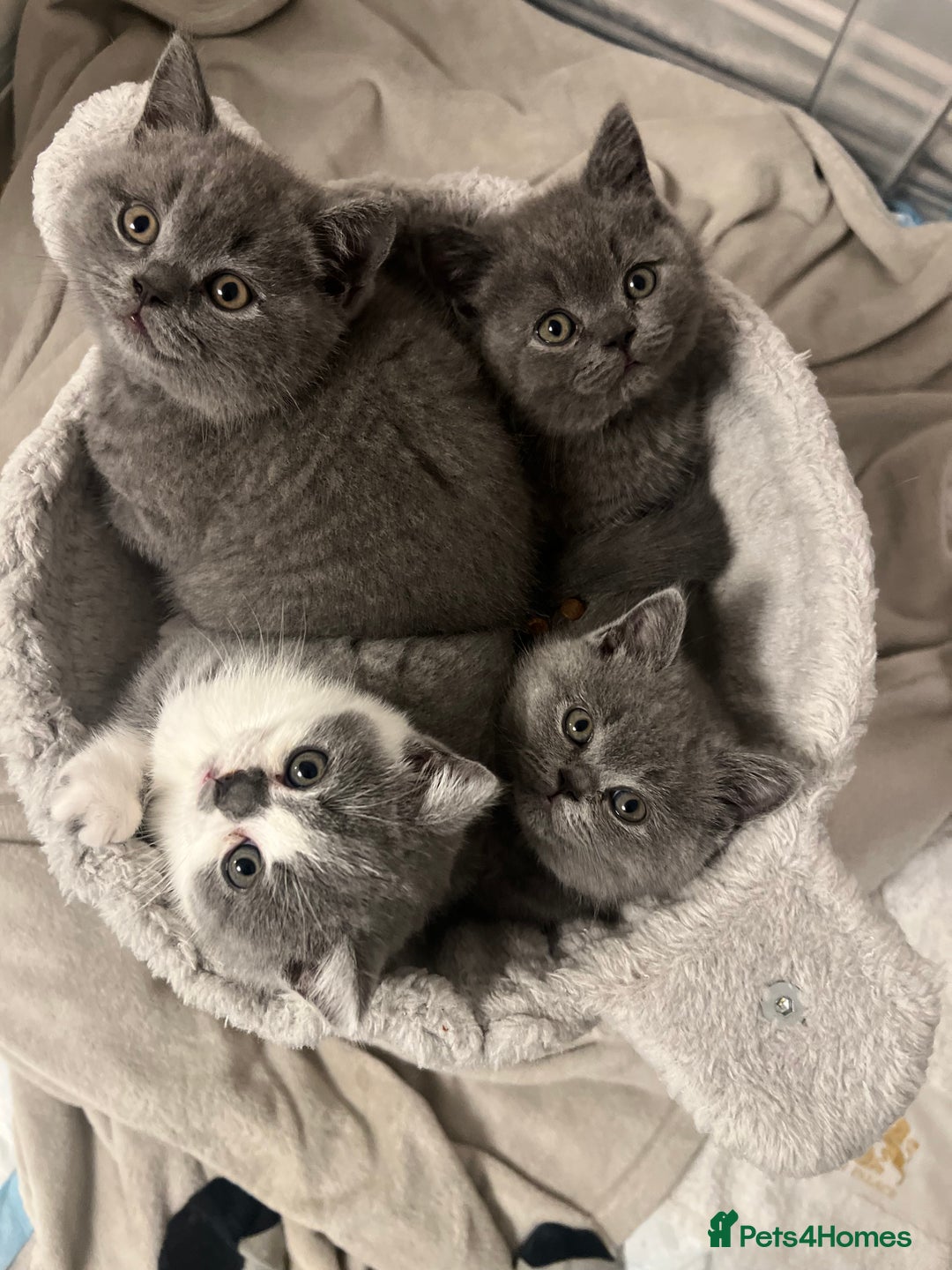 British Shorthair cats for sale: GCCF registered British Shorthair kittens  - Advert 22