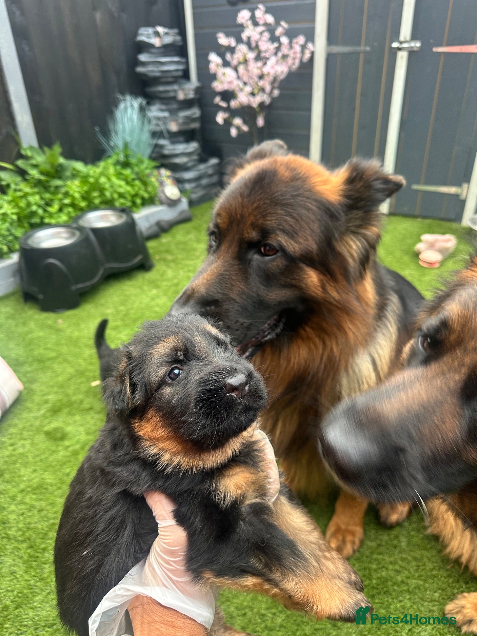 German Shepherd dogs for sale: 💥Champion🩸line KC Reg GermanShepherd puppy’s GSD - Advert 1