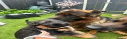 German Shepherd dogs for sale: 💥Champion🩸line KC Reg GermanShepherd puppy’s GSD - Advert 1