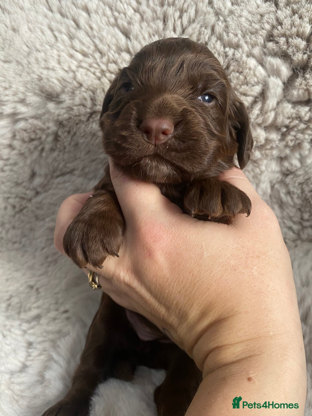 Sprocker dogs for sale: Sprocker puppies  - Advert 4
