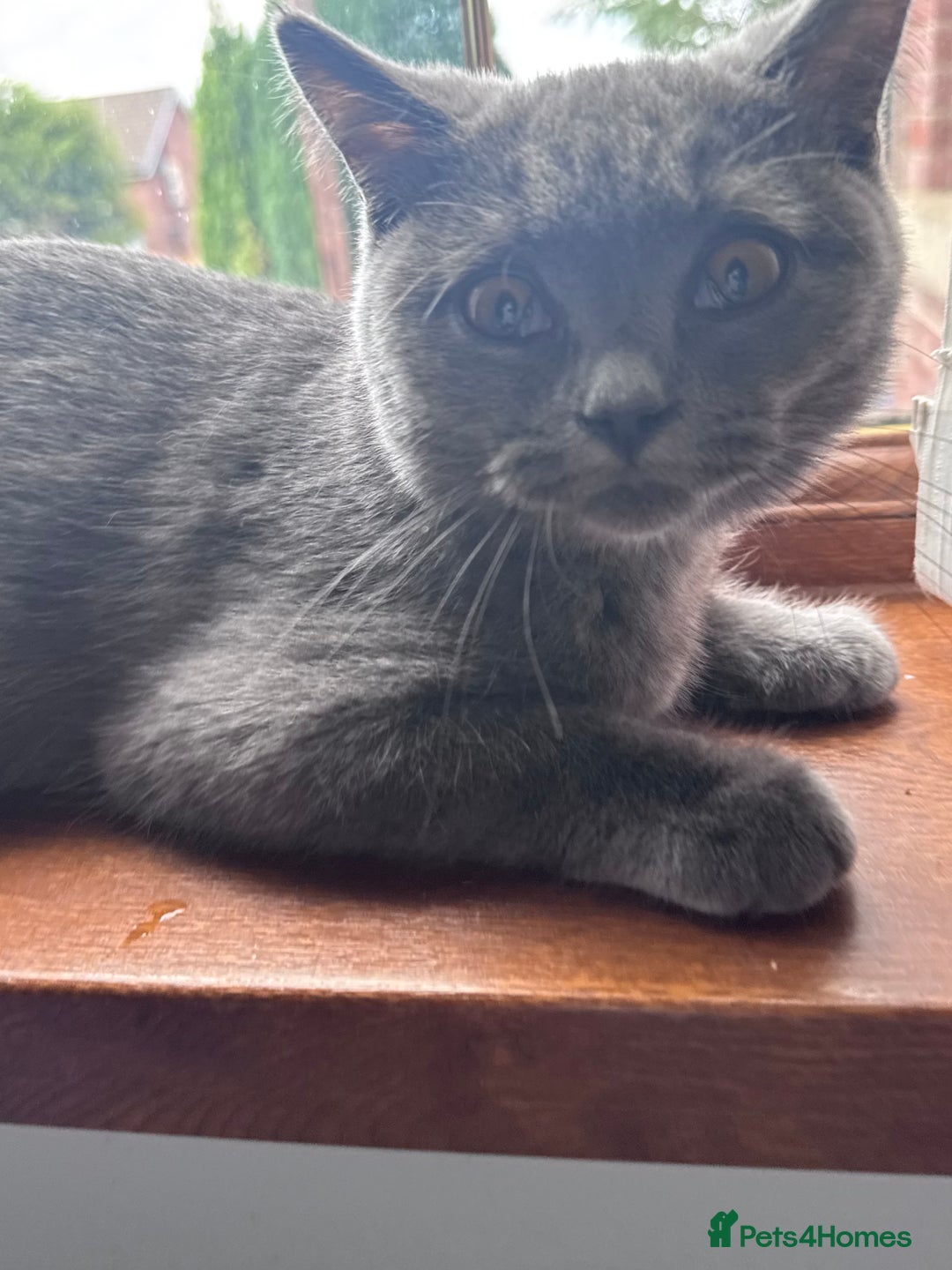British Shorthair cats for sale: British shorthair grey  - Image 4