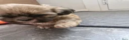 Shih Tzu dogs for sale: Shih-tzu puppy's for sale  - Advert 20