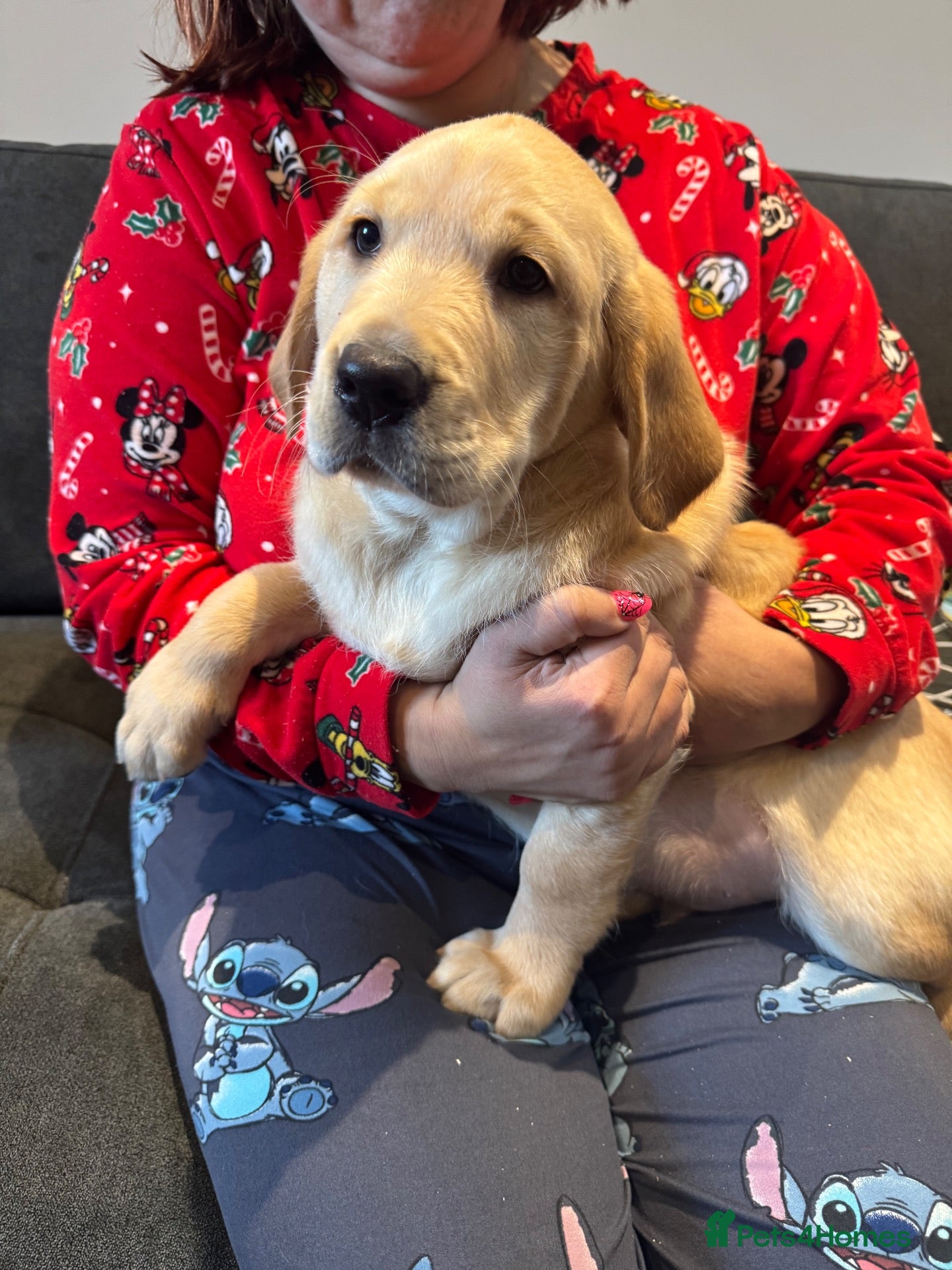 Labrador Retriever dogs for sale: Labrador X Golden retriever  - Advert 1
