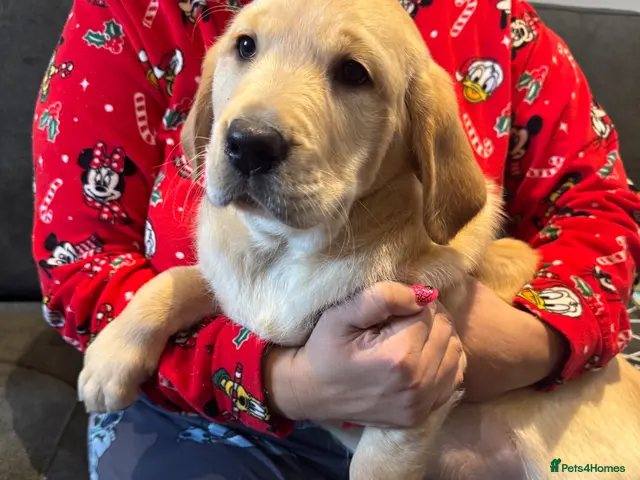 Labrador Retriever dogs for sale: Labrador X Golden retriever - Advert 1