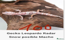 Gecko reptiles for sale: Crested and Leopard geckos available - Advert 17