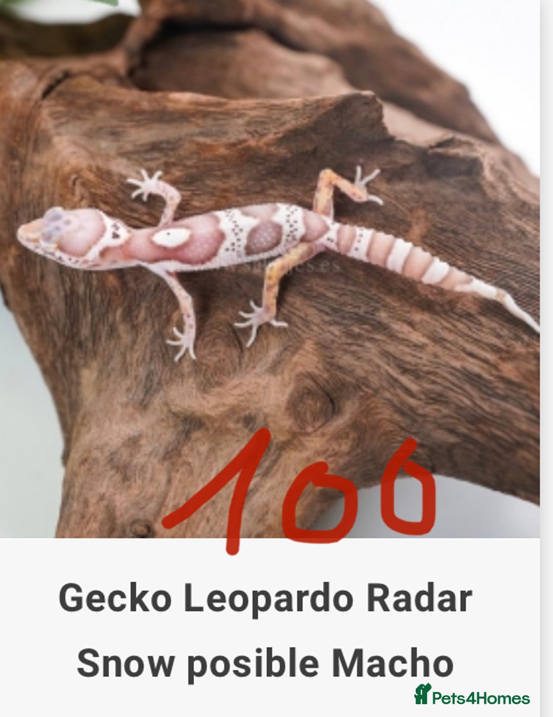 Gecko reptiles for sale: Crested and Leopard geckos available - Advert 17