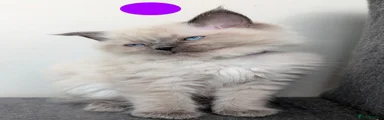 Ragdoll 4 -purple collar female