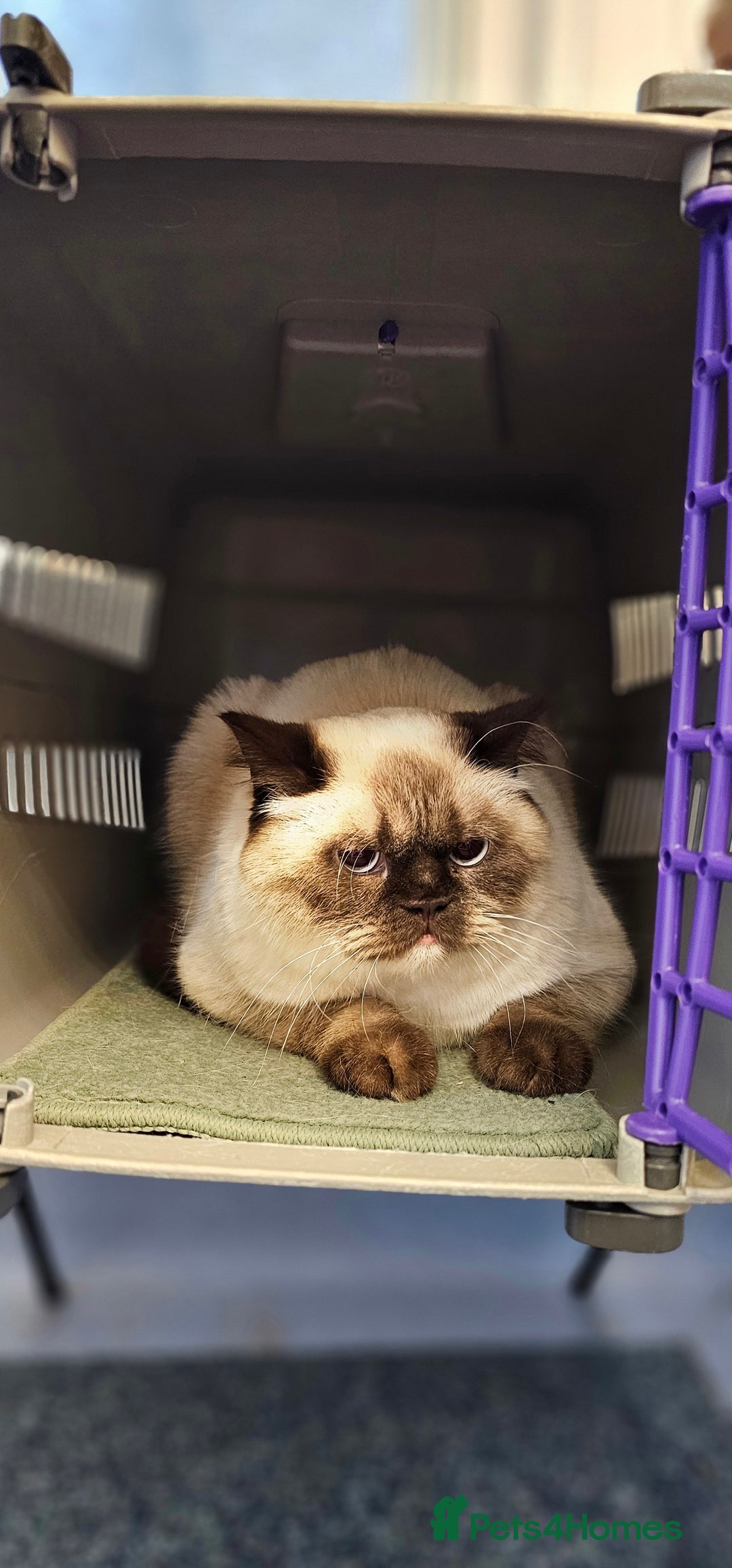 British Shorthair cats for sale: Stunning BSH Colourpoint female - Advert 2