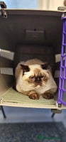 British Shorthair cats Stunning BSH Colourpoint female - Advert 2