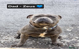Staffordshire Bull Terrier dogs for sale: Gorgeous Chunky KC Blue Staffy Puppies - Image 20